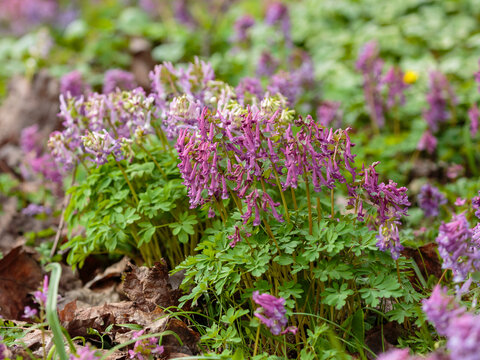 Corydalis ( Latin- Corydalis ) is a large genus of herbaceous plants of the subfamily Fumarioideae of the family Papaveraceae of the order Ranunculales