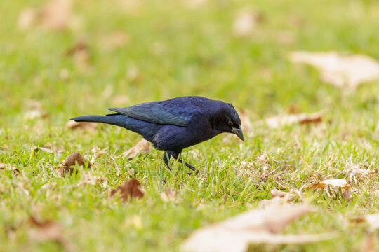 Male Shiny Cowbird (Molothrus bonariensis) walking on the grass.
