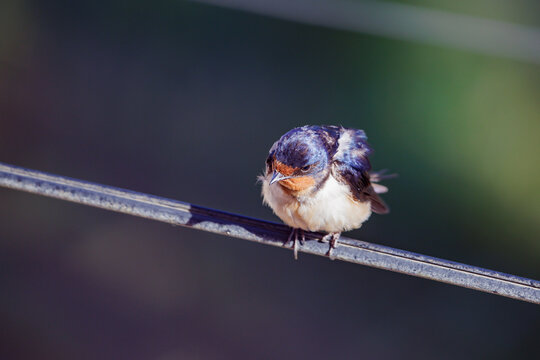 Barn Swallow (Hirundo rustica) perched on a wire on dark background.