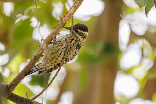 Checkered Woodpecker (Dryobates mixtus) perched on a branch.