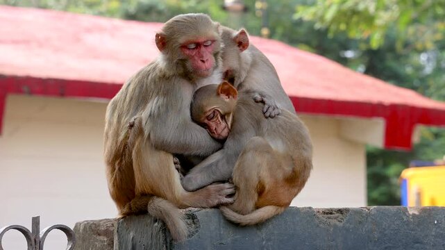 Rhesus Macaque Monkey Family Sleeping Together, Mother Protecting Baby, Emotional Wildlife Bonding in India Natural Environment 4K