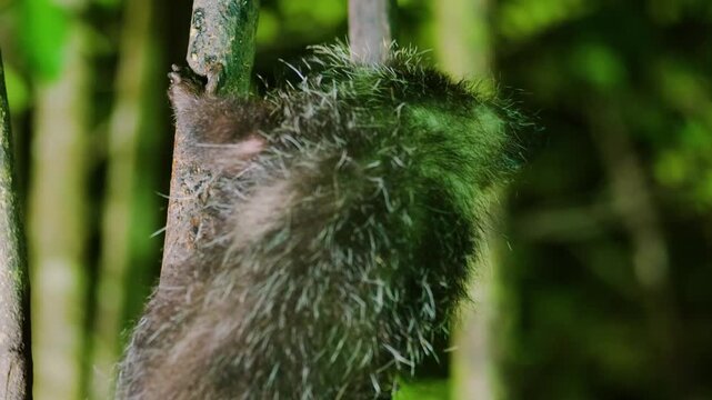 Close up of a Aye aye (Daubentonia madagascariensis). Tropical rainforest of Madagascar island.
