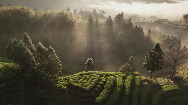 Morning mist envelops terraced fields and forested hills with interwoven light and shadow