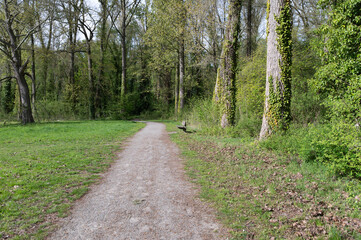 Fototapeta premium Tranquil footpath surrounded by lively foliage leading to bright open clearing