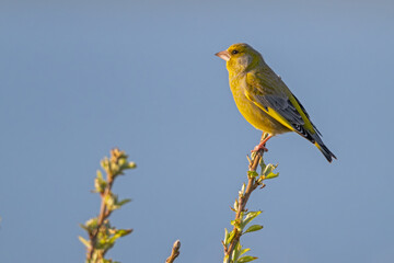 Obraz premium Grünfink auf Zweigspitze – Singvogel genießt die Aussicht am Abend