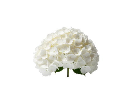 Wielka, puszysta biała hortensja (hortensia macrophylla), elegancka, minimalistyczna kompozycja, izolowana na przezroczystym tle