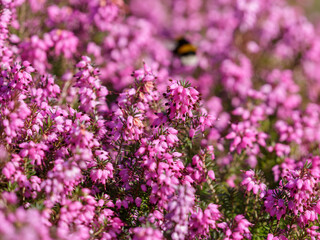 Obraz premium Erica herbacea (Erica herbacea syn. e. carnea) is a low shrub from the heather family, 35-60 cm high