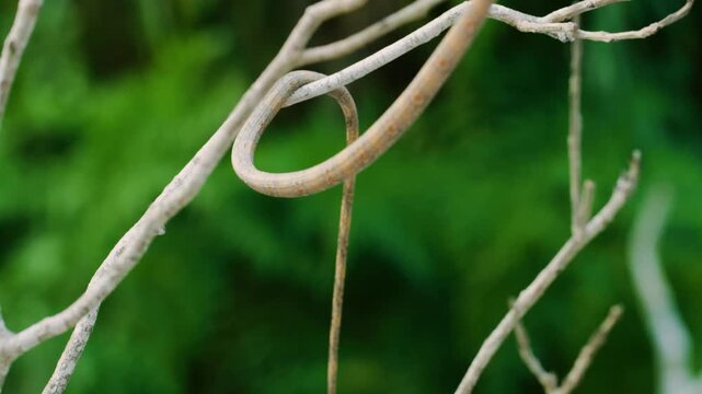 Close up of Langaha madagascariensis commonly known as Malagasy or madagascar leaf nosed snake. Madagascar Island.