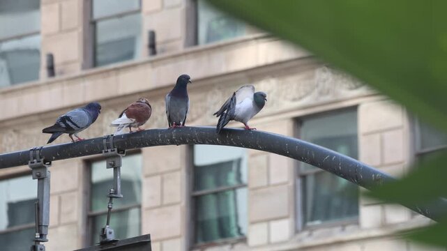 Four Pigeons Perch On A Traffic Signal In Downtown Beyond Leaves