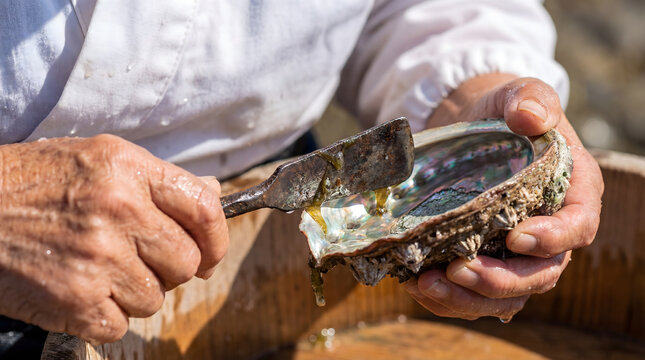 Ama diver harvesting fresh abalone from iridescent shell
