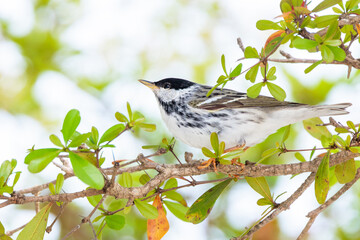 Obraz premium Blackpoll warbler (Setophaga striata) in Sarasota County, Florida