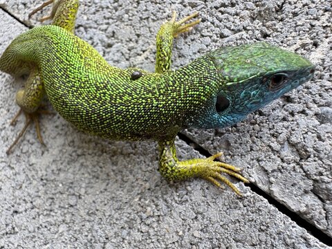green lizard on a stone