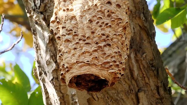 nest of hornet in the tree 349
