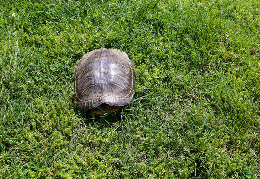 A turtle sitting on a lawn