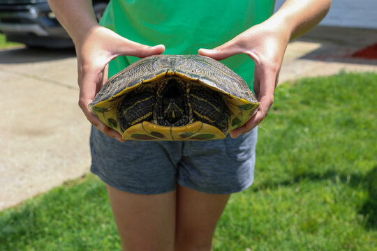 A white child holding  a snapping turtle in her hands
