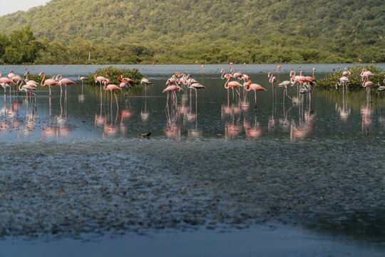 Flamencos en humedal