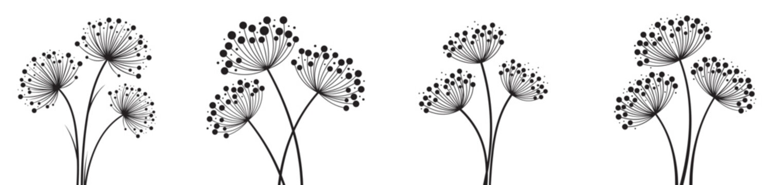 Delicate dandelion seed heads a black and white botanical illustration