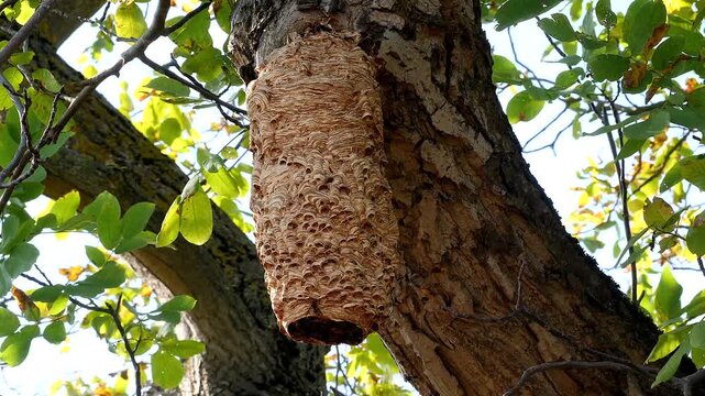 nest of hornet in the tree 353
