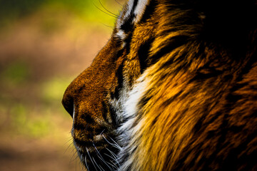 Extreme close up profile portrait of a majestic tiger face © kevink.raw