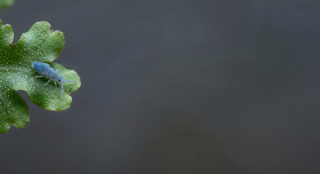 Springtail on Liverwort