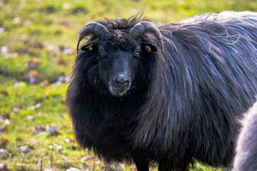 Portrait of a dark horned sheep with long black fleece standing in a green meadow © kevink.raw