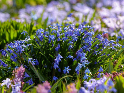 Scilla siberica, the Siberian squill or wood squill, is a species of flowering plant in the family Asparagaceae