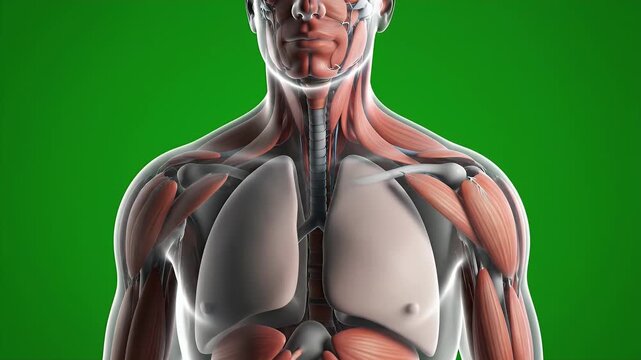 Detailed CGI Visualization of Human Respiratory System and Anatomy with Brain Interaction on Vibrant Green Background