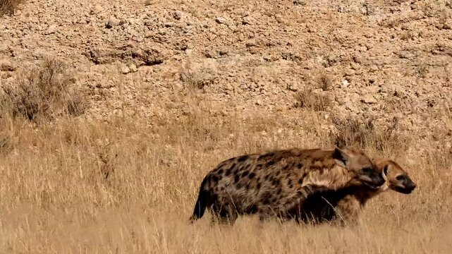 two spotted hyenas playing together  275
