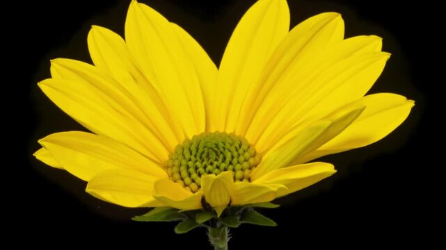 Macro time lapse opening Jerusalem artichoke (Helianthus tuberosus) or sunroot, sunchoke, earth apple, isolated on pure black background
