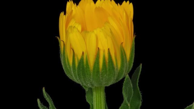 Macro time lapse blooming Calendula flower, isolated on pure black background
