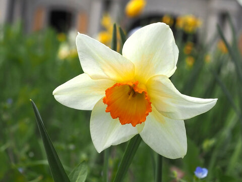 Isolated close-up of the white and orange flower head of a two-flowered narcissus (narcissus medioluteus Mill.) in a flower bed in Bonn, Germany.