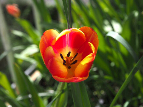 Isolated close-up of the blossom of a red and yellow two-toned garden tulip (tulipa gesneriana L.) in a Flower pot in Bonn, Germany.