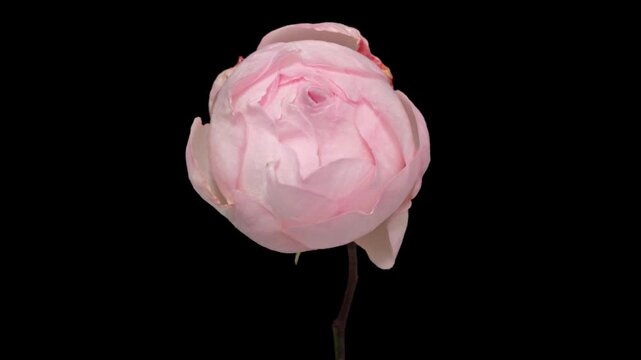 Time lapse blooming and wilting red Rose flower, isolated on pure black background