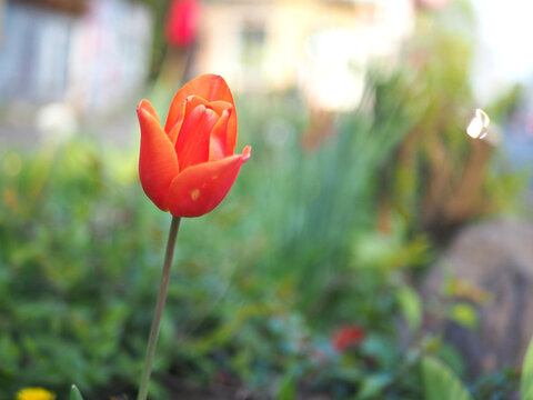 Isolated close-up of the red flower head of a tulip (tulipa) in Bonn, Germany.