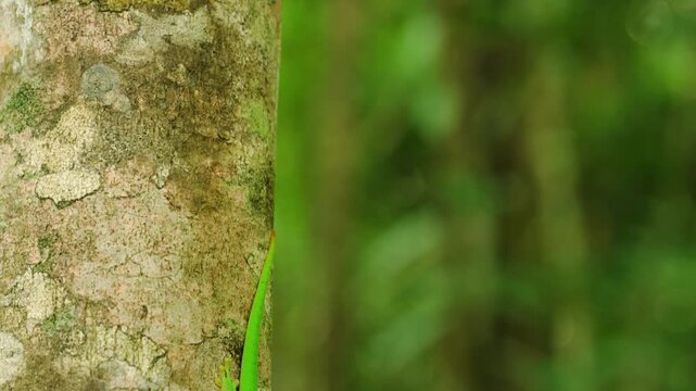 Close up of a giant Madagascar day gecko (Phelsuma grandis) in Madagascar island.