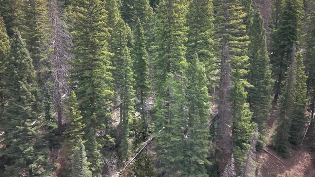 Oowah Pine Trees La Sal Mountains Utah Aerial Drone Drift Shot 4K
