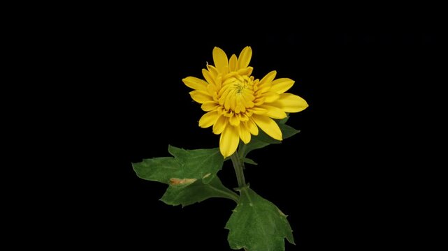 Macro time lapse blooming and wilting Yellow Chrysanthemum close-up on pure black background