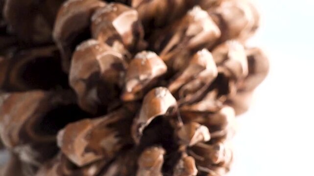Brown pine cone rotating on white background
