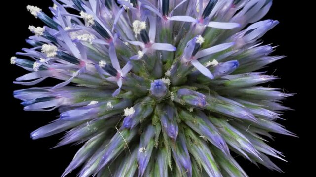 Macro time lapse blooming and wilting Echinops (Globe thistle) flower, isolated on pure black background