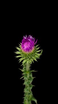 Macro time lapse blooming pink Thistle flower, isolated on pure black background