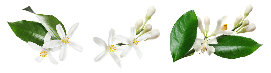 Obraz premium Citrus flowers and green leaves on white background, collage