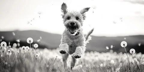A Joyful Dog Happily Running Through a Beautiful Field Filled with Bright Dandelions © koldunova