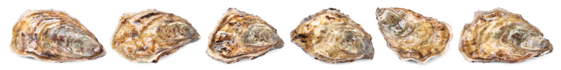 Fresh closed oysters isolated on white, set. Sea food © New Africa