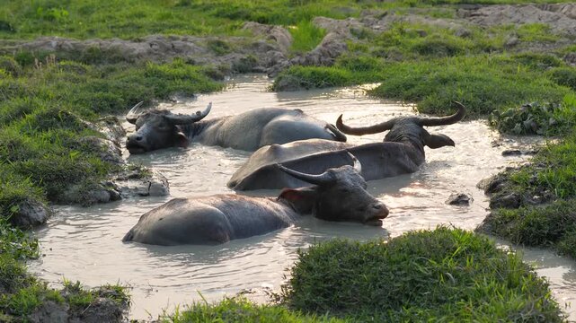 Group of domestic water buffalos (Bubalus bubalis) cooling off in refreshing water puddle in middle of meadow at sunset in Thailand, animals in mud protecting bodies and skin from annoying insects.