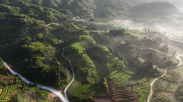 Terraced tea plantations on misty mountain ridges at dawn with winding paths and lush greenery
