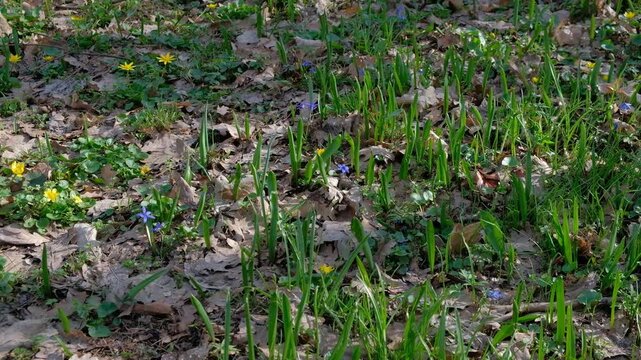 small blue scilla and yellow wildflowers blooming on the forest floor in early spring.