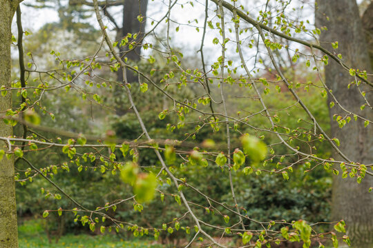 Spring tree branches with fresh green leaves, natural background with soft focus forest environment