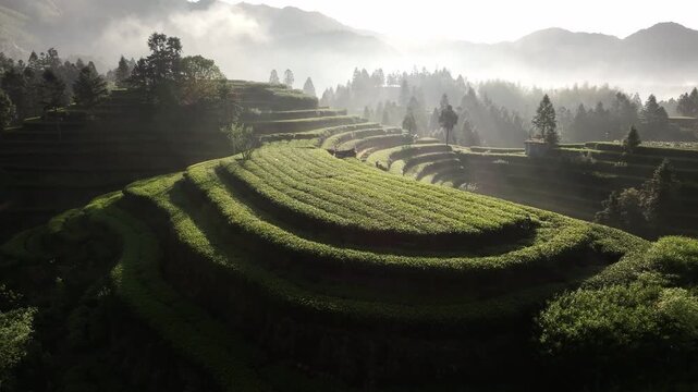 Terraced tea plantations bathed in morning light with misty mountains and layered greenery