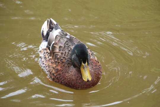 animal ave pato   