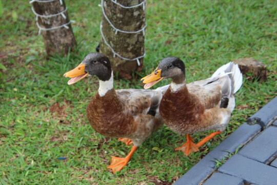 animal ave pato   